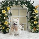 우리동네펫샵 이미지