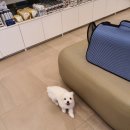 24시 핸즈동물의료센터 이미지