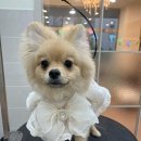 와니살롱 이미지