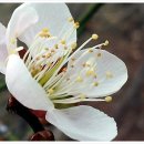 연분홍민박 이미지