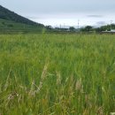 마을회관 정자옆 이미지