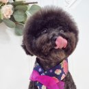 도블리펫 이미지