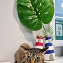 러브펫살롱 이미지