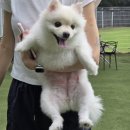 (주)헬로피그 | 실수로 많이 먹은 7월..