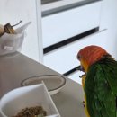 (주)케이지환경 | 카이큐 펠렛 추천｜헤리슨 Adult Lifetime Coarse(코스) 후기 + 라우디부쉬 미니 비교