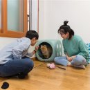 개-1번지 이미지