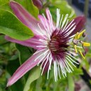 열매이야기 이미지