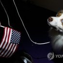 Blue dog club 이미지