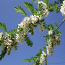 향기5로 이미지