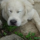 상군농장 이미지