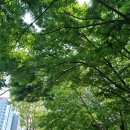상록아파트산책로 | 목련마을 상록아파트 주택열람