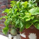 몽실농장 이미지