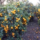 귀덕농장 이미지