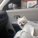 해운대 펫택시 이미지