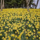 야산목장 | 4월 국내 여행지 추천: 노란 물결의 향연, 서산 유기방가옥 수선화 축제 완벽 가이드