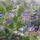 미산농원 이미지