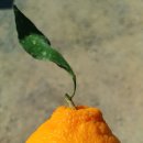 다인상회 이미지