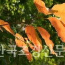[사람주나무] 회백색 수피, 아름다운 단풍 이미지