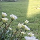 월정쉼팡 민박 이미지