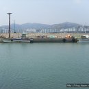 크레이지독 Daum카페