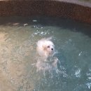 러블리펫108 이미지