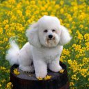 예뿐강아지 이미지