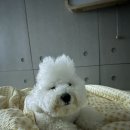 사시장청 네이버블로그