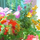 좋은 글 초여름 5월 풍경 무료 이미지 사진 예쁜 카페 커피 맛집 볶음우동 계란멸치볶음밥 만들기 비둘기 잣나무꽃 등심붓꽃 이미지