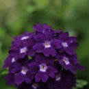 사랑의 대화 이미지