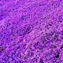 선자 농장 이미지