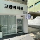 봄날냥 이미지