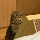 권오성동물병원 네이버블로그