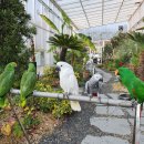 앵무새카페 이미지