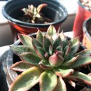 농민농약종묘 이미지