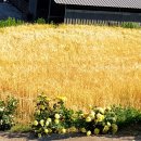 현대자동차청도서비스 이미지