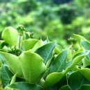 정병석농장 이미지