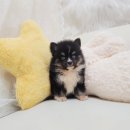 뭉치켄넬 이미지