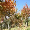 단풍나무 농장 이미지