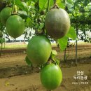 두리농장3 이미지