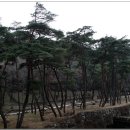 은해사 벚꽃길 이미지