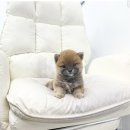 퍼피플라워 이미지