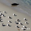 고양이랑놀자 이미지