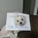 레오까까 이미지