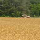 청보리축산 이미지