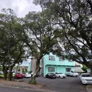 영평조록나무 이미지