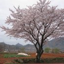 벌교원동 이미지