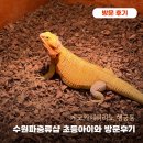 수원-1497 | 수원파충류샵 게코카페티라노 행궁동 초등아이와 방문후기