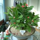 우리화원 이미지