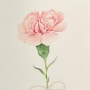 기초부터 완성까지, 색연필 스케치 이미지