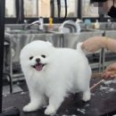 뿌리네 애견샵 | 수원애견미용샵 중학생 고등학생도 학원에서 취업 진학 준비 가능했던 이유